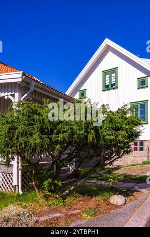 Malerisches Fjällbacka, Bohuslän, Schweden Wacholderstrauch vor malerisch gelegenem Wohnhaus unterhalb des Vetteberget, des Hausbergs von Fjällbacka in Bohuslän, Västra Götalands län, Schweden. Stockfoto