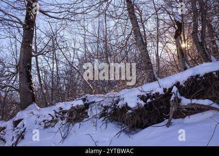 Die Sonne scheint durch die Winterbäume im Wald. Stockfoto