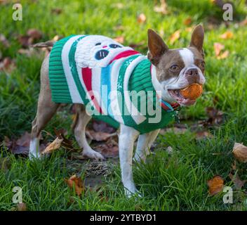 6 Jahre alter Red Boston Terrier weiblich in verspielter Pose. Hundeschlittenpark in Nordkalifornien. Stockfoto