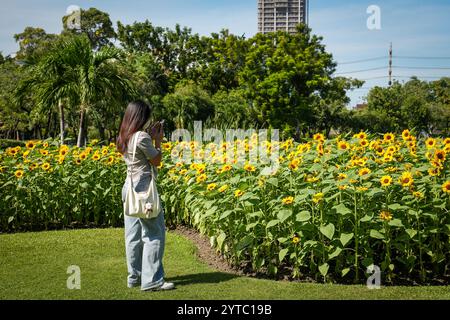 Bangkok, Thailand. Dezember 2024. Eine junge Frau wird gesehen, wie sie ein Foto von blühenden Sonnenblumen auf einem Feld im Chatuchak Park in Bangkok macht. Der Chatuchak Park ist ein öffentlicher Park in Bangkok, der einen friedlichen Rückzugsort mit Grünflächen, einem See und Erholungsgebieten abseits der Hektik der Stadt bietet. Quelle: SOPA Images Limited/Alamy Live News Stockfoto