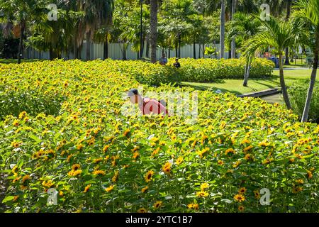 Bangkok, Thailand. Dezember 2024. Ein Mann sieht sich Sonnenblumen auf einem Feld im Chatuchak Park in Bangkok genau an. Der Chatuchak Park ist ein öffentlicher Park in Bangkok, der einen friedlichen Rückzugsort mit Grünflächen, einem See und Erholungsgebieten abseits der Hektik der Stadt bietet. Quelle: SOPA Images Limited/Alamy Live News Stockfoto