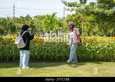 Bangkok, Thailand. Dezember 2024. Eine Frau sieht ein Bildschirmtelefon, nachdem sie ein Foto von ihrem Freund vor einem Sonnenblumenfeld im Chatuchak Park in Bangkok gemacht hat. Der Chatuchak Park ist ein öffentlicher Park in Bangkok, der einen friedlichen Rückzugsort mit Grünflächen, einem See und Erholungsgebieten abseits der Hektik der Stadt bietet. Quelle: SOPA Images Limited/Alamy Live News Stockfoto