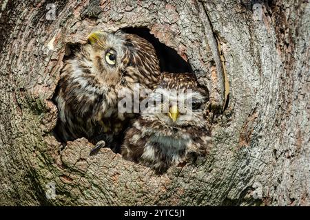 Eulen, zwei kleine Eulen, wissenschaftlicher Name: Athene noctua, in der Höhle eines Baumes, einer sehr schläfrig mit halb geschlossenen Augen und der andere blickt nach oben. L Stockfoto