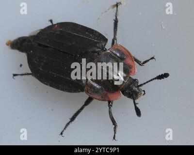 Margenhandel AAS Käfer (Oiceoptoma Noveboracense) Stockfoto