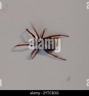 Kaninchenhubspinne (Steatoda bipunctata) Stockfoto