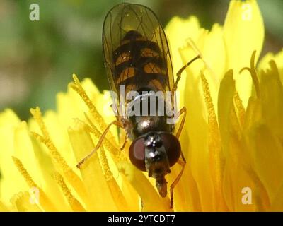 Variable Duskyface Fly (Melanostoma mellinum) Stockfoto