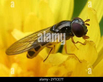Variable Duskyface Fly (Melanostoma mellinum) Stockfoto