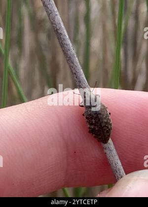 Falscher Darkling Käfer (Epitragodes tomentosus) Stockfoto