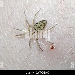 Wandspinne (Oecobius navus) Stockfoto