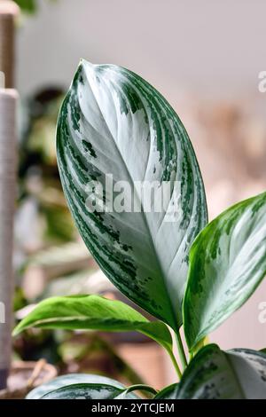 Blatt der tropischen „Aglaonema Silver Bay“-Zimmerpflanze mit Silbermuster Stockfoto