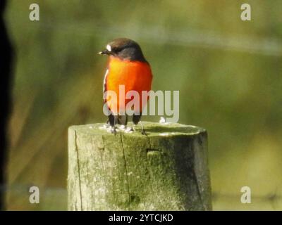 Flamme Robin (Petroica Phoenicea) Stockfoto