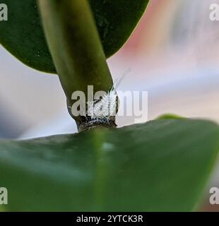 Langschwanz-Mealybug (Pseudococcus longispinus) Stockfoto