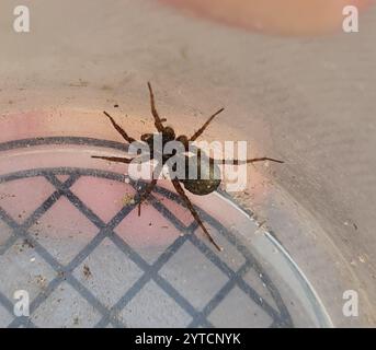 Rustikale Wolfsspinne (Trochosa ruricola) Stockfoto