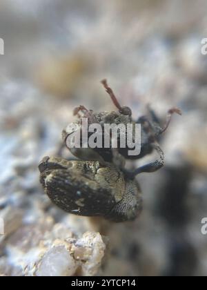 Nesselkäfer (Nedyus quadrimaculatus) Stockfoto