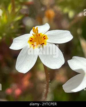 Variable Linanthus (Leptosiphon parviflorus) Stockfoto