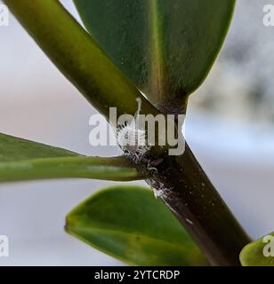 Langschwanz-Mealybug (Pseudococcus longispinus) Stockfoto