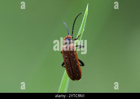 Cosnards Netzflügelkäfer (Erotides cosnardi) Stockfoto
