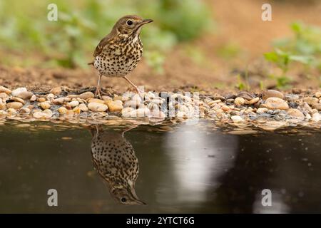 Lied Thrush in einem mediterranen Wald mit dem letzten Licht des Tages Stockfoto