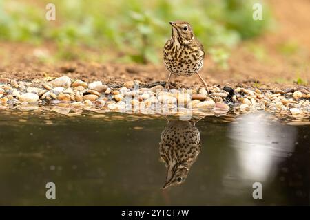 Lied Thrush in einem mediterranen Wald mit dem letzten Licht des Tages Stockfoto