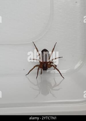 Spitzenkreuzspinne (Amaurobius similis) Stockfoto