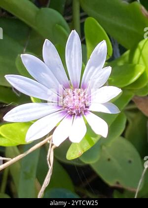 Afrikanische Gänseblümchen (Dimorphotheca fruticosa) Stockfoto
