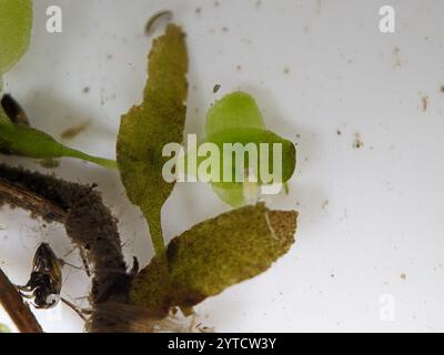 Efeublättrige Ente (Lemna trisulca) Stockfoto