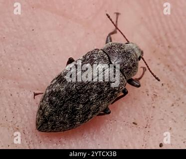 Falscher Darkling Käfer (Epitragodes tomentosus) Stockfoto