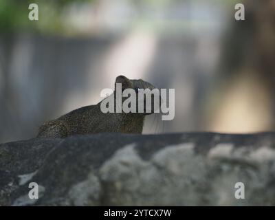 Taiwan Eichhörnchen (Callosciurus erythraeus thaiwanensis) Stockfoto