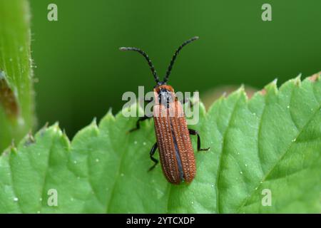 Cosnards Netzflügelkäfer (Erotides cosnardi) Stockfoto