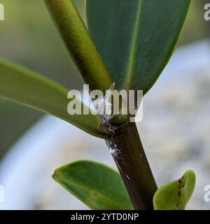 Langschwanz-Mealybug (Pseudococcus longispinus) Stockfoto