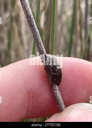 Falscher Darkling Käfer (Epitragodes tomentosus) Stockfoto