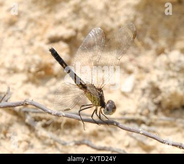 Little Blue Dragonlet (Erythrodiplax minuscula) Stockfoto