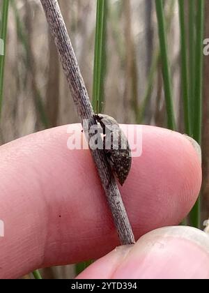 Falscher Darkling Käfer (Epitragodes tomentosus) Stockfoto