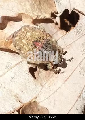 Hummeln Flower Beetle (Euphorie inda) Stockfoto