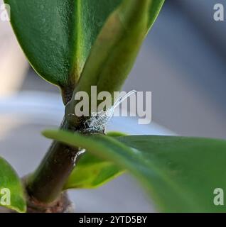 Langschwanz-Mealybug (Pseudococcus longispinus) Stockfoto