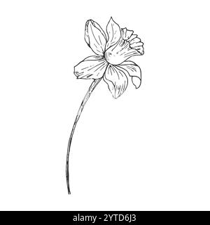 Minimalistische Blumenzeichnung von Hand. Dekorative botanische Elemente, moderne Zeichnung in Form von botanischen Linien, florales Tätowierungsdesign. Vektor-isolierte Abbildung Stock Vektor