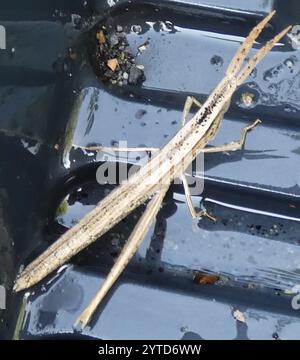 Langhaarige Zahnstocher Grasshopper (Achurum carinatum) Stockfoto