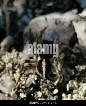 V-signierte Springspinne (Aelurillus V-insignitus) Stockfoto