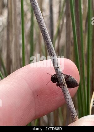 Falscher Darkling Käfer (Epitragodes tomentosus) Stockfoto