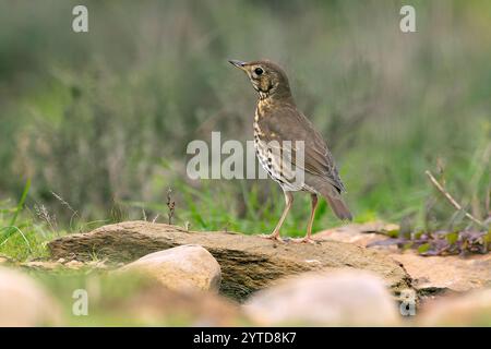 Lied Thrush in einem mediterranen Wald mit dem letzten Licht des Tages Stockfoto