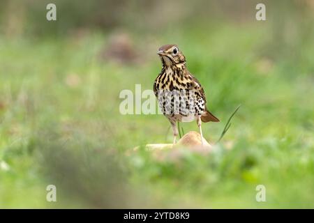 Lied Thrush in einem mediterranen Wald mit dem letzten Licht des Tages Stockfoto