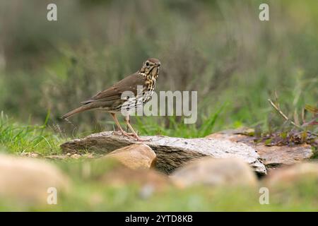 Lied Thrush in einem mediterranen Wald mit dem letzten Licht des Tages Stockfoto