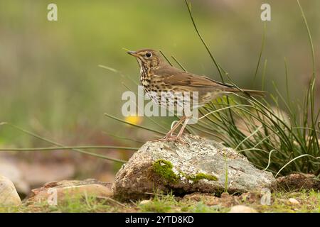 Lied Thrush in einem mediterranen Wald mit dem letzten Licht des Tages Stockfoto