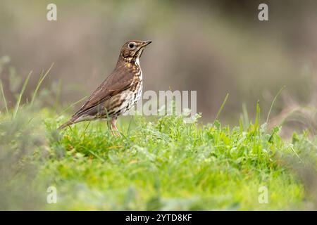 Lied Thrush in einem mediterranen Wald mit dem letzten Licht des Tages Stockfoto