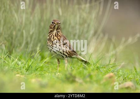 Lied Thrush in einem mediterranen Wald mit dem letzten Licht des Tages Stockfoto