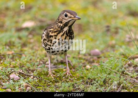 Lied Thrush in einem mediterranen Wald mit dem letzten Licht des Tages Stockfoto