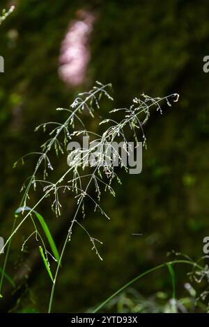 Calamagrostis arundinacea ist eine in Eurasien, China und Indien heimische Art von Strauchgras aus der Familie der Poaceae. Nahaufnahme von Unkräutern des tropischen Berges Stockfoto