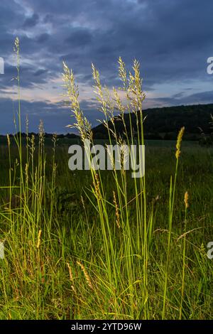 Calamagrostis arundinacea ist eine in Eurasien, China und Indien heimische Art von Strauchgras aus der Familie der Poaceae. Nahaufnahme von Unkräutern des tropischen Berges Stockfoto