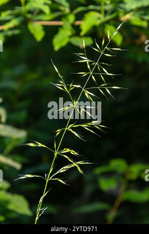 Calamagrostis arundinacea ist eine in Eurasien, China und Indien heimische Art von Strauchgras aus der Familie der Poaceae. Nahaufnahme von Unkräutern des tropischen Berges Stockfoto