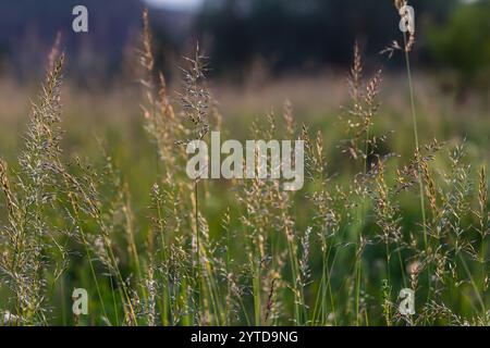 Calamagrostis arundinacea ist eine in Eurasien, China und Indien heimische Art von Strauchgras aus der Familie der Poaceae. Nahaufnahme von Unkräutern des tropischen Berges Stockfoto